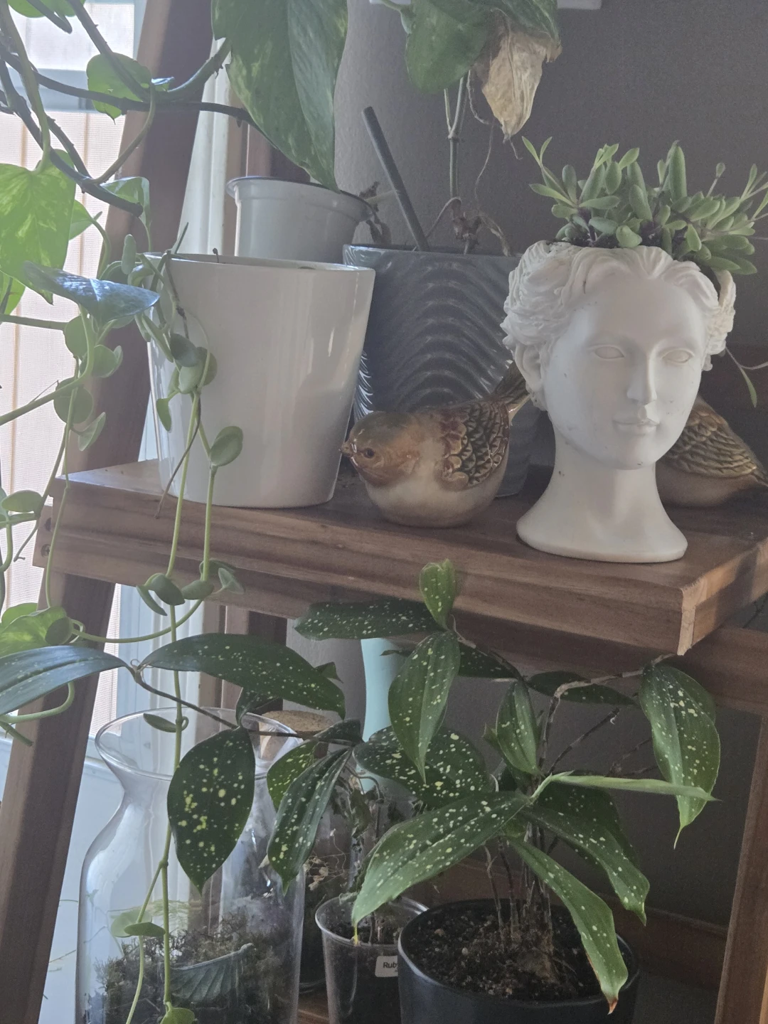 String of Frogs in white ceramic pot