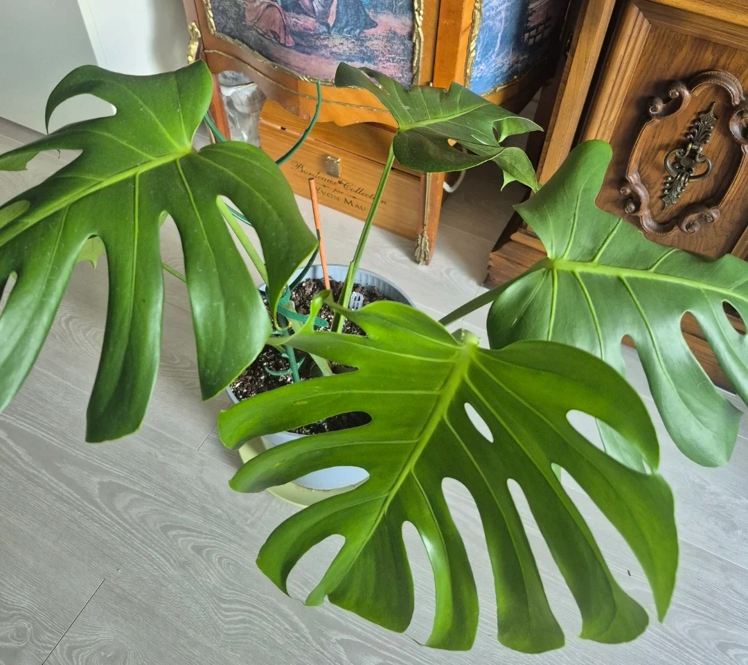 Monstera Deliciosa Plant - photo 4