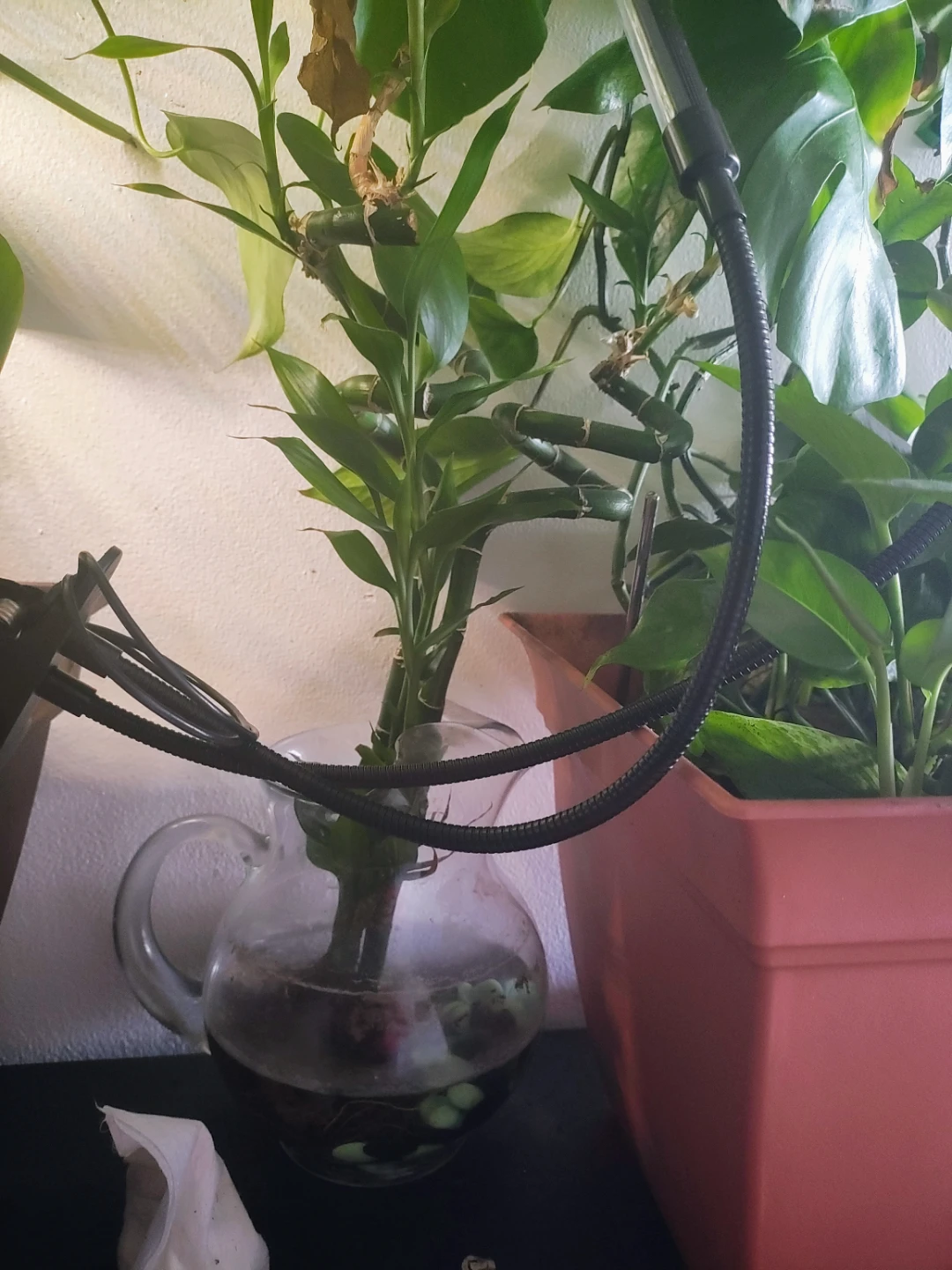 Plants indoor - photo 2