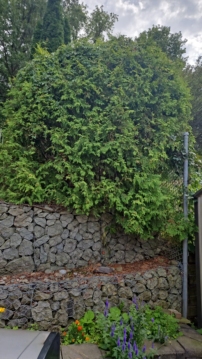 Emerald cedar tree for free
