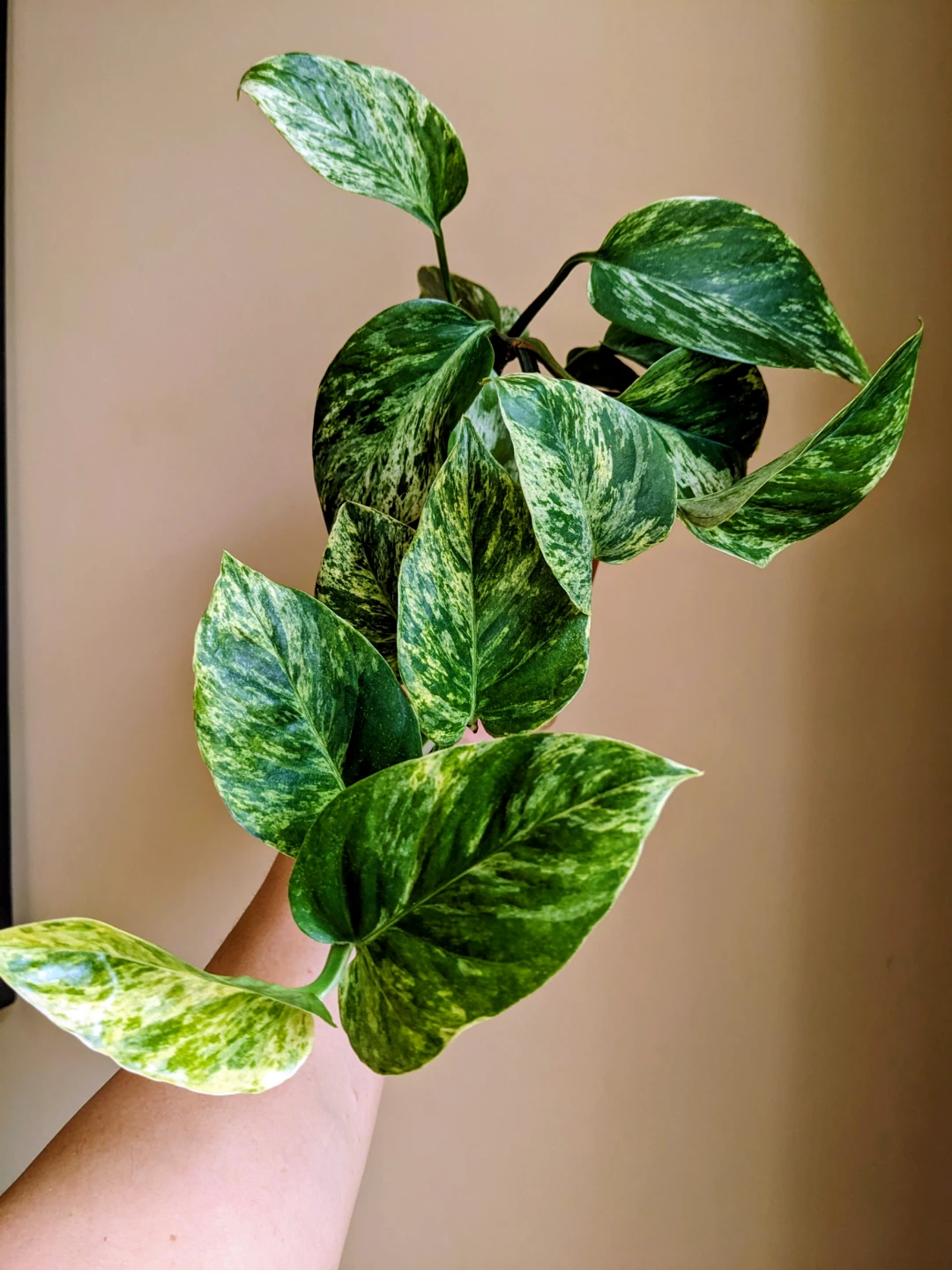 ASSORTED INDOOR/HOUSEPLANT