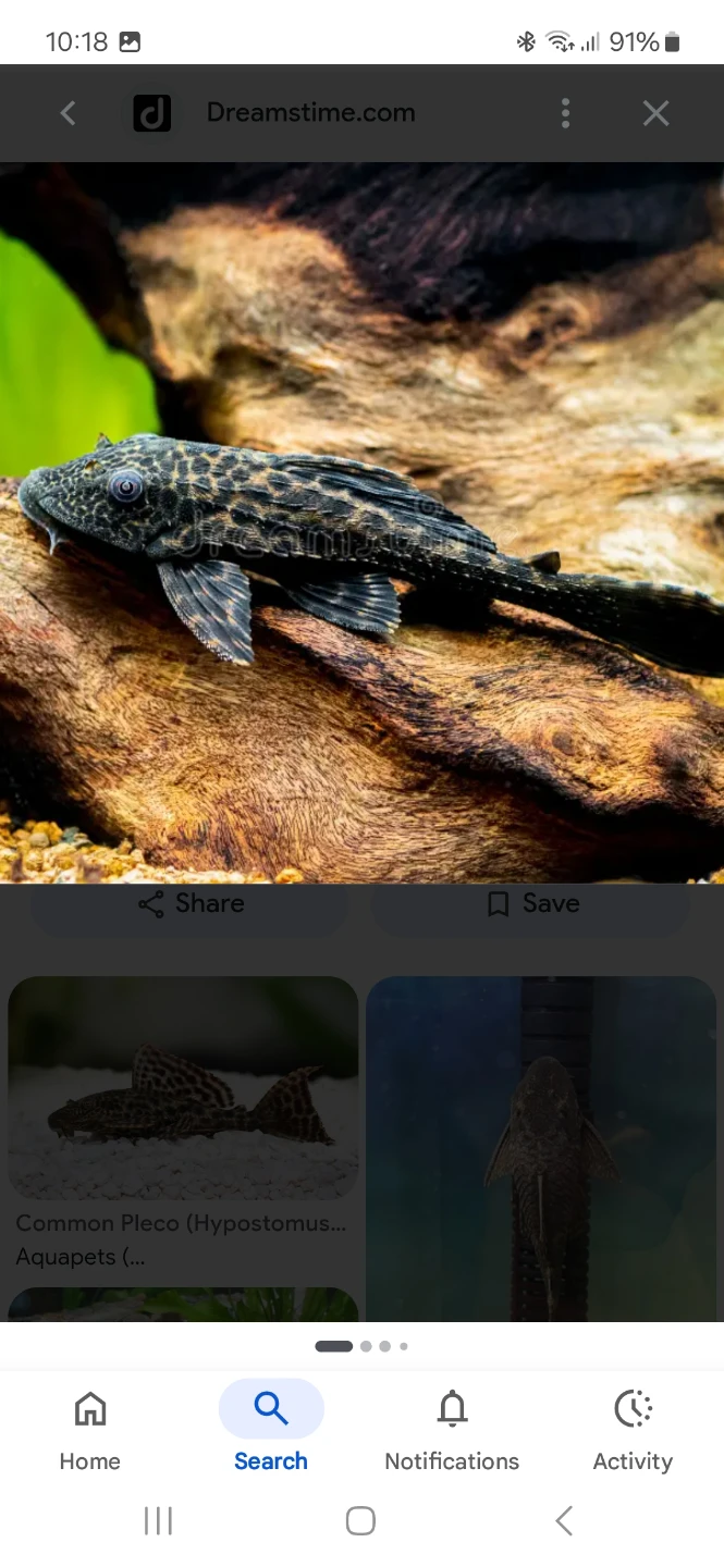 Looking for common plecos