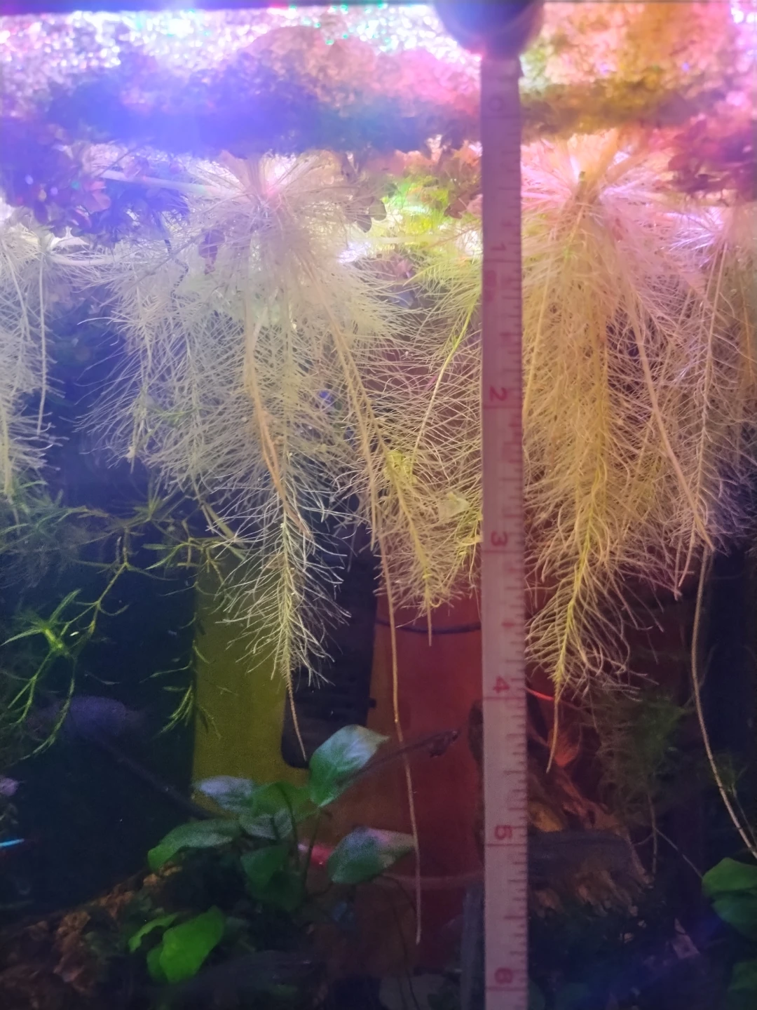 Floating aquarium plants - photo 4