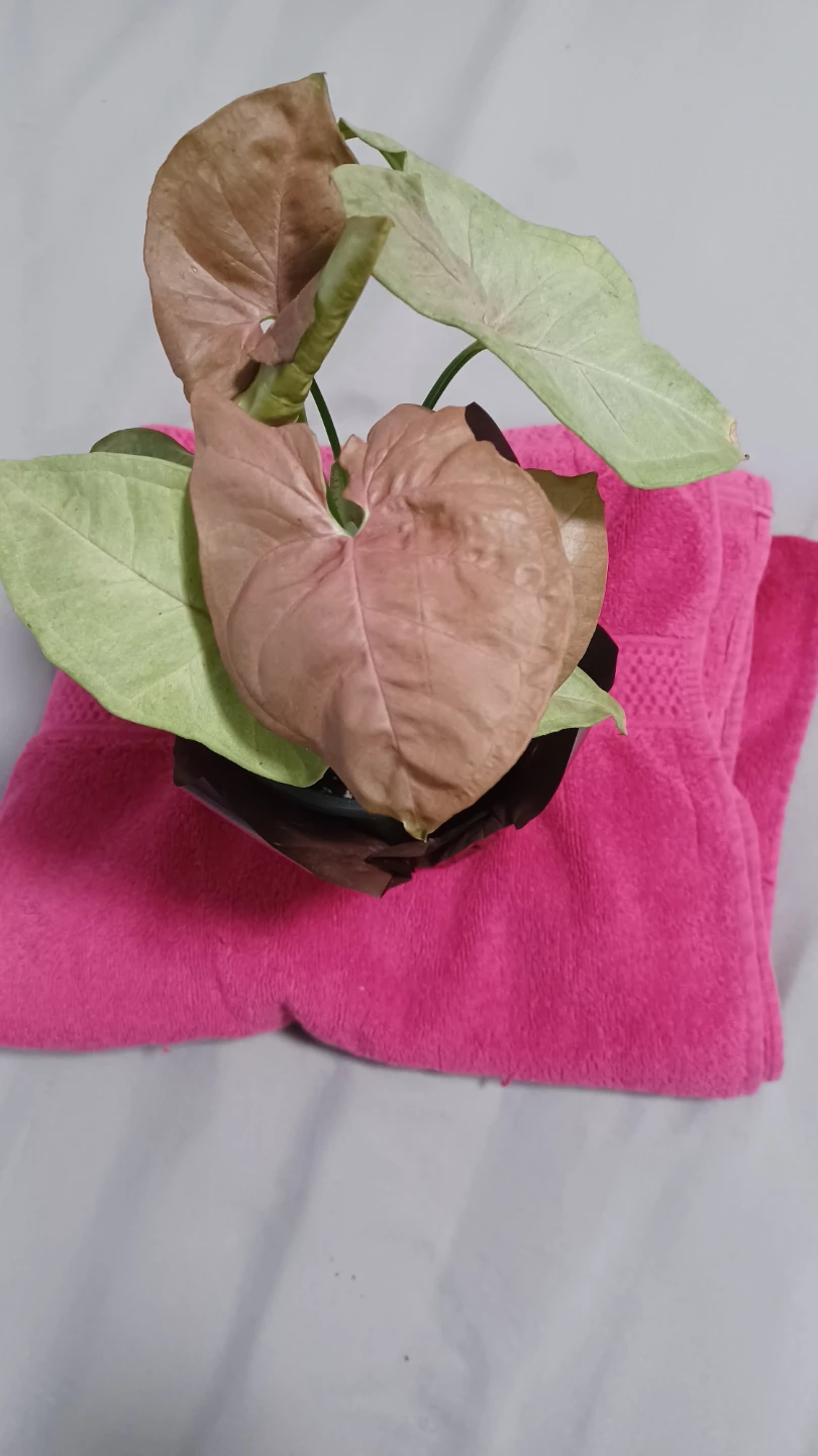 Syngonium Pink Illusion Plant - photo 3