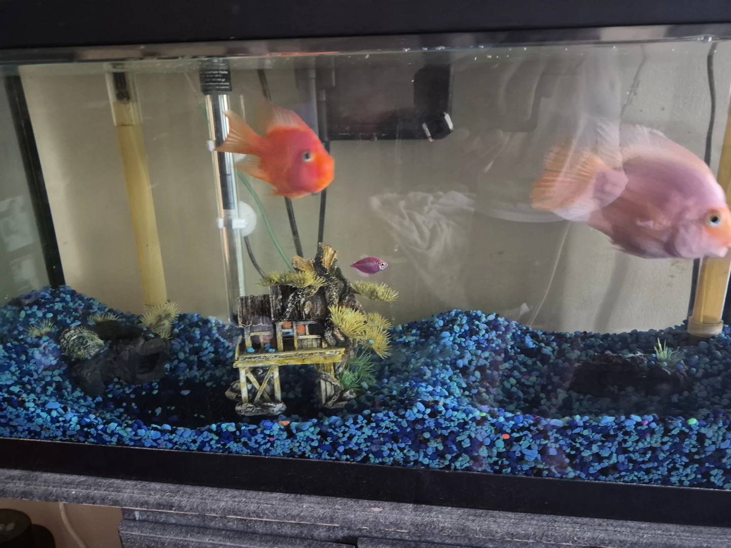 Aquarium 50 Gallon with Fish and Accessories - photo 3