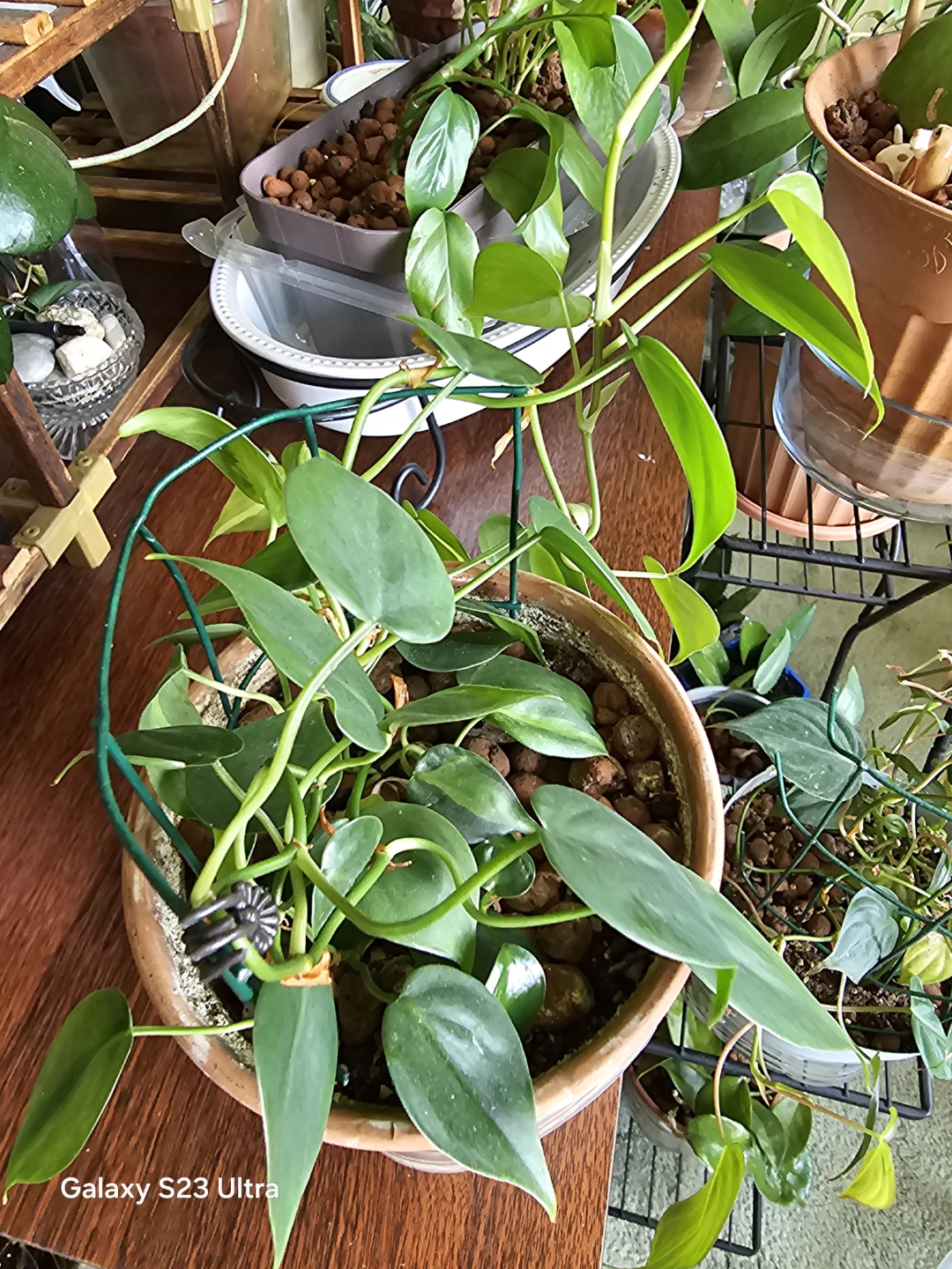 Heartleaf Philodendron Plant - photo 2
