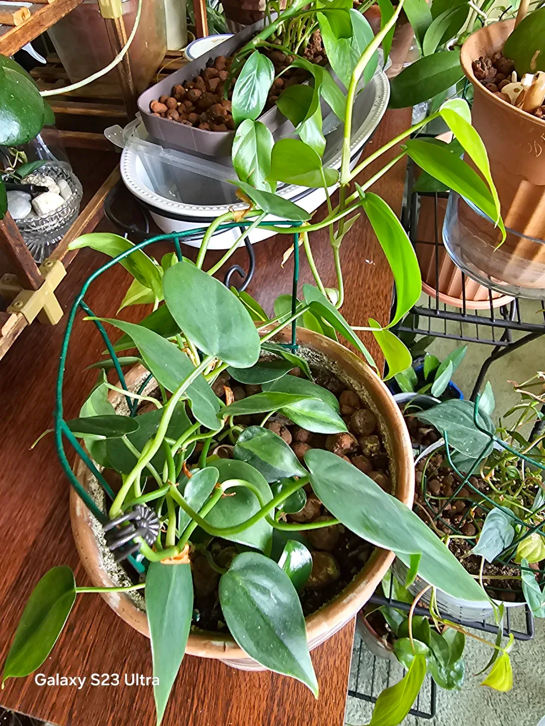 Heartleaf Philodendron Plant - photo 2