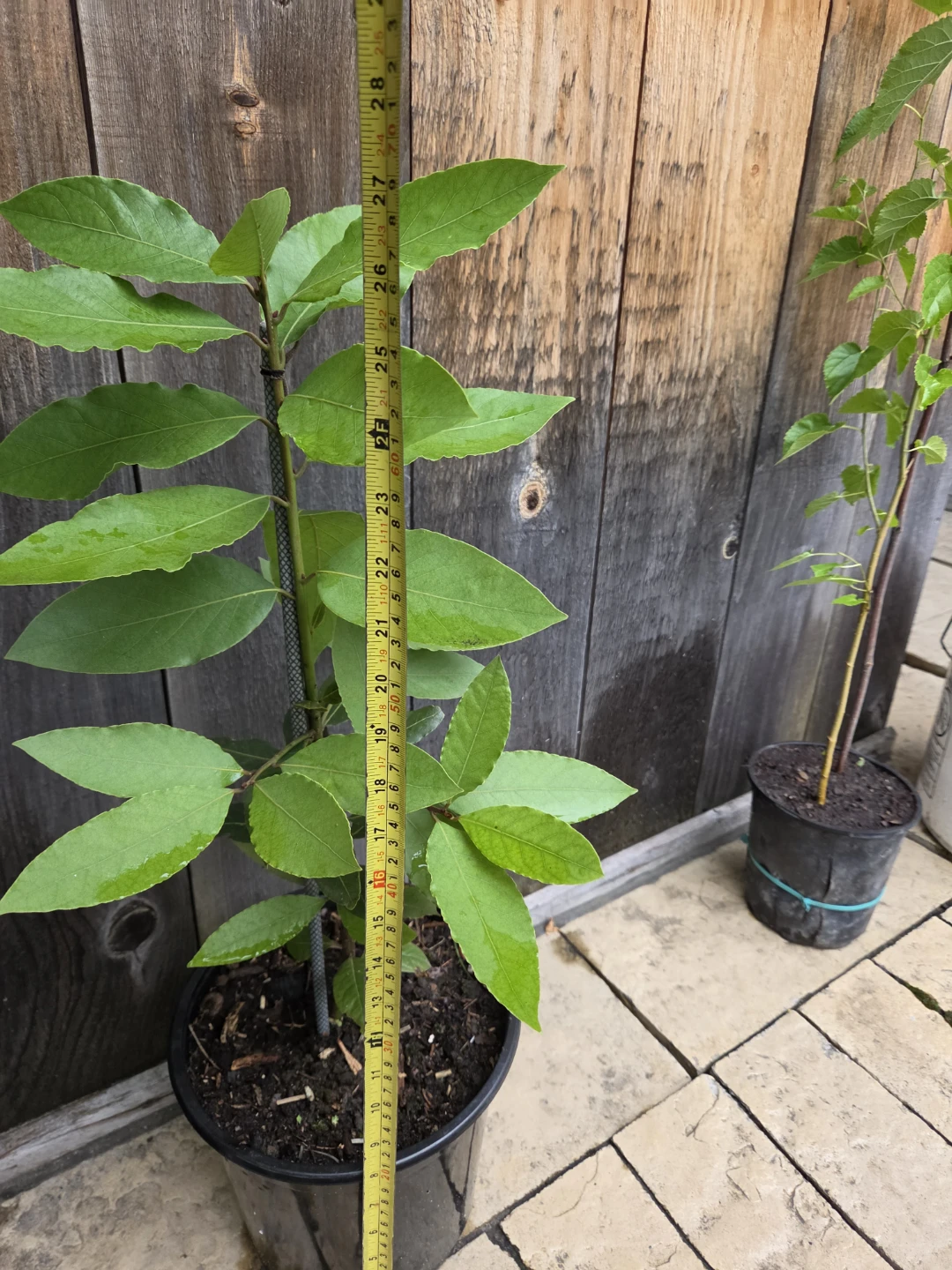 Bay Laurel Tree