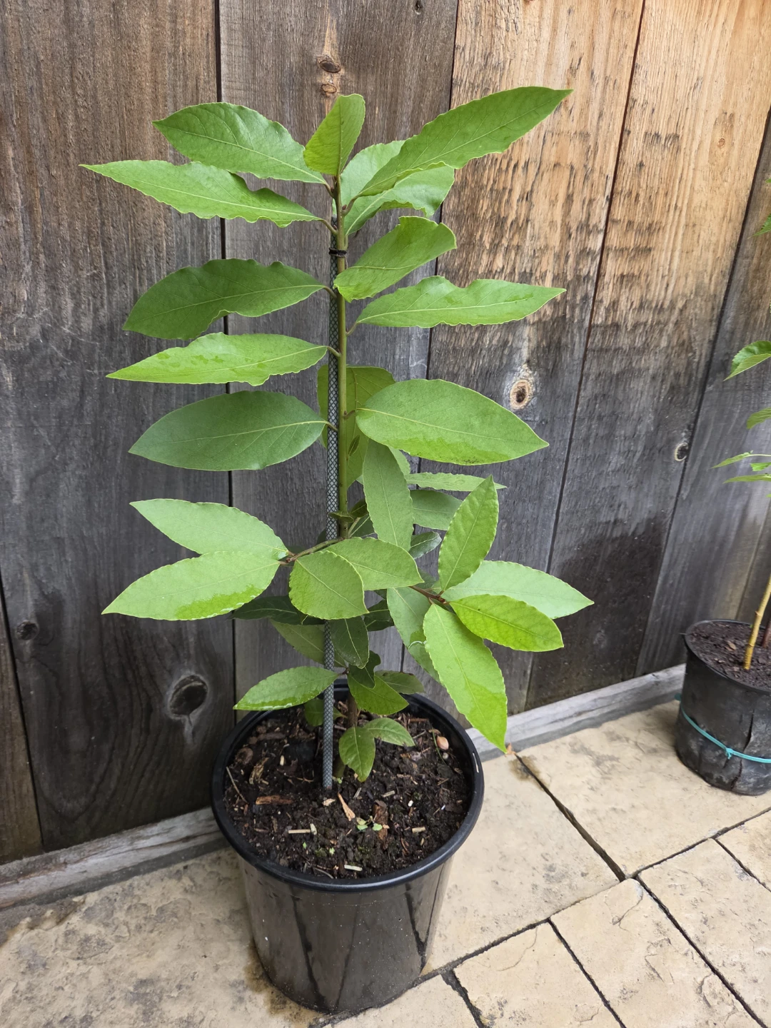 Bay Laurel Tree - photo 2
