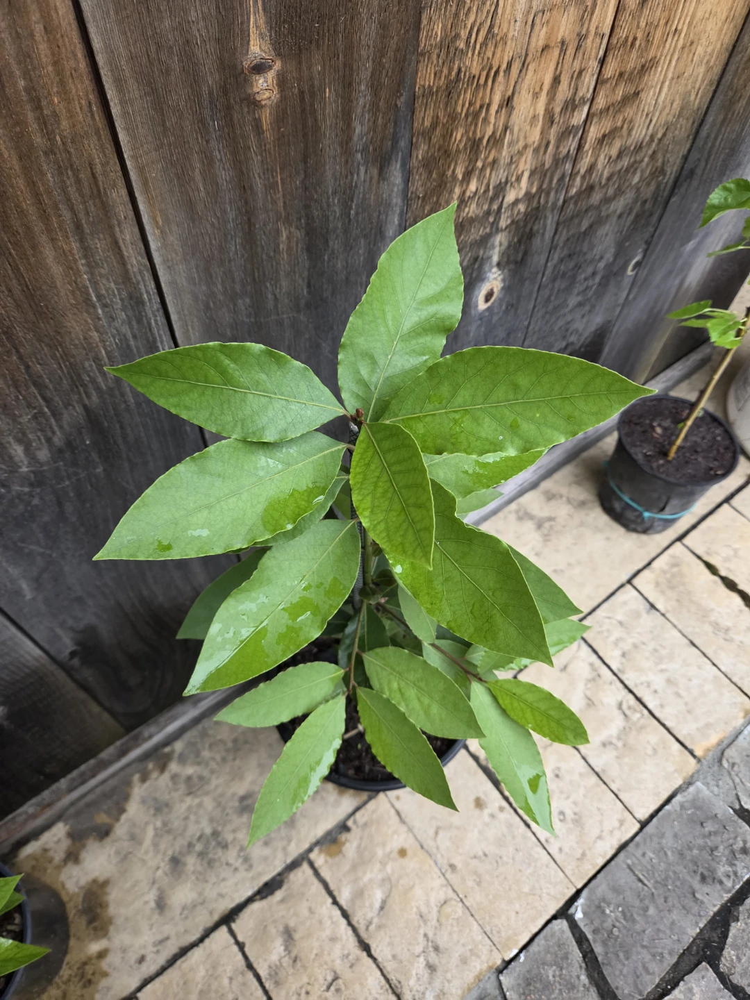 Bay Laurel Tree - photo 3