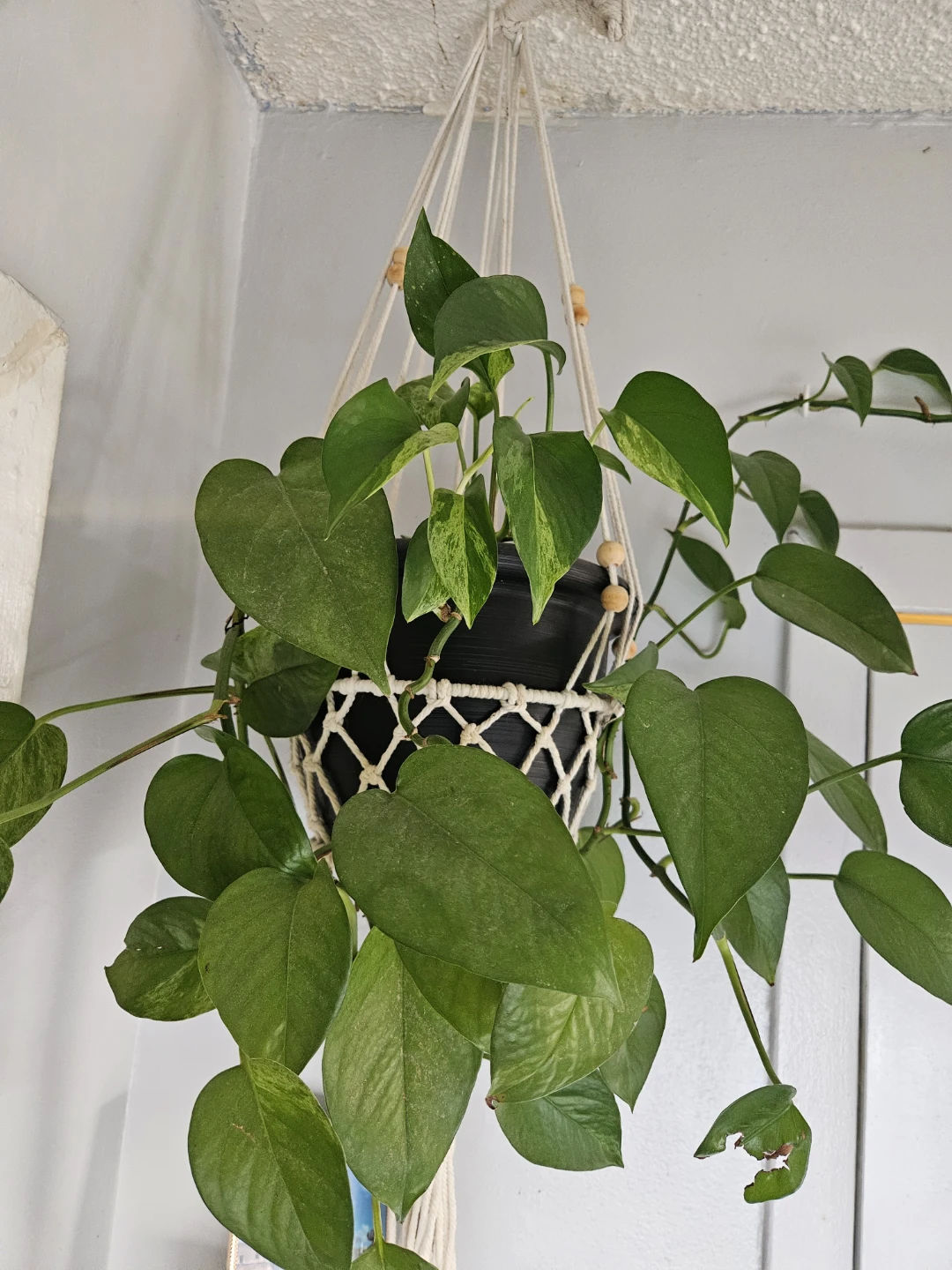 Pothos Plant in Macrame Hanger