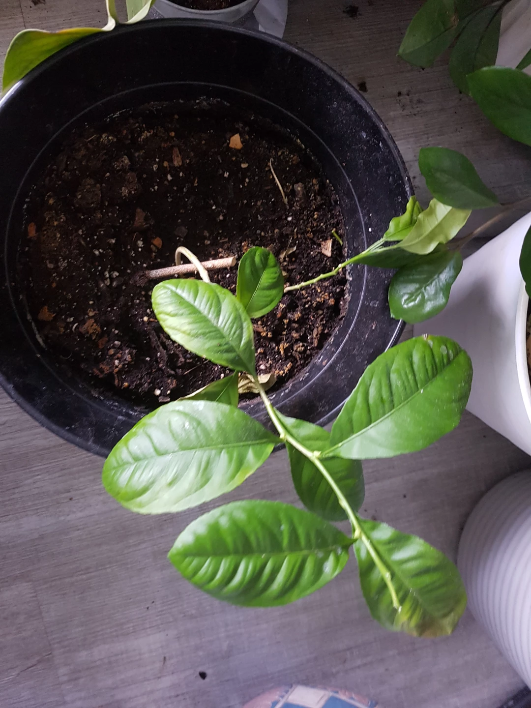 Lemon Tree Plant