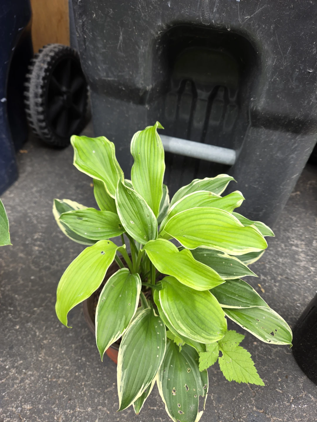 Potted Hosta Plant - photo 4