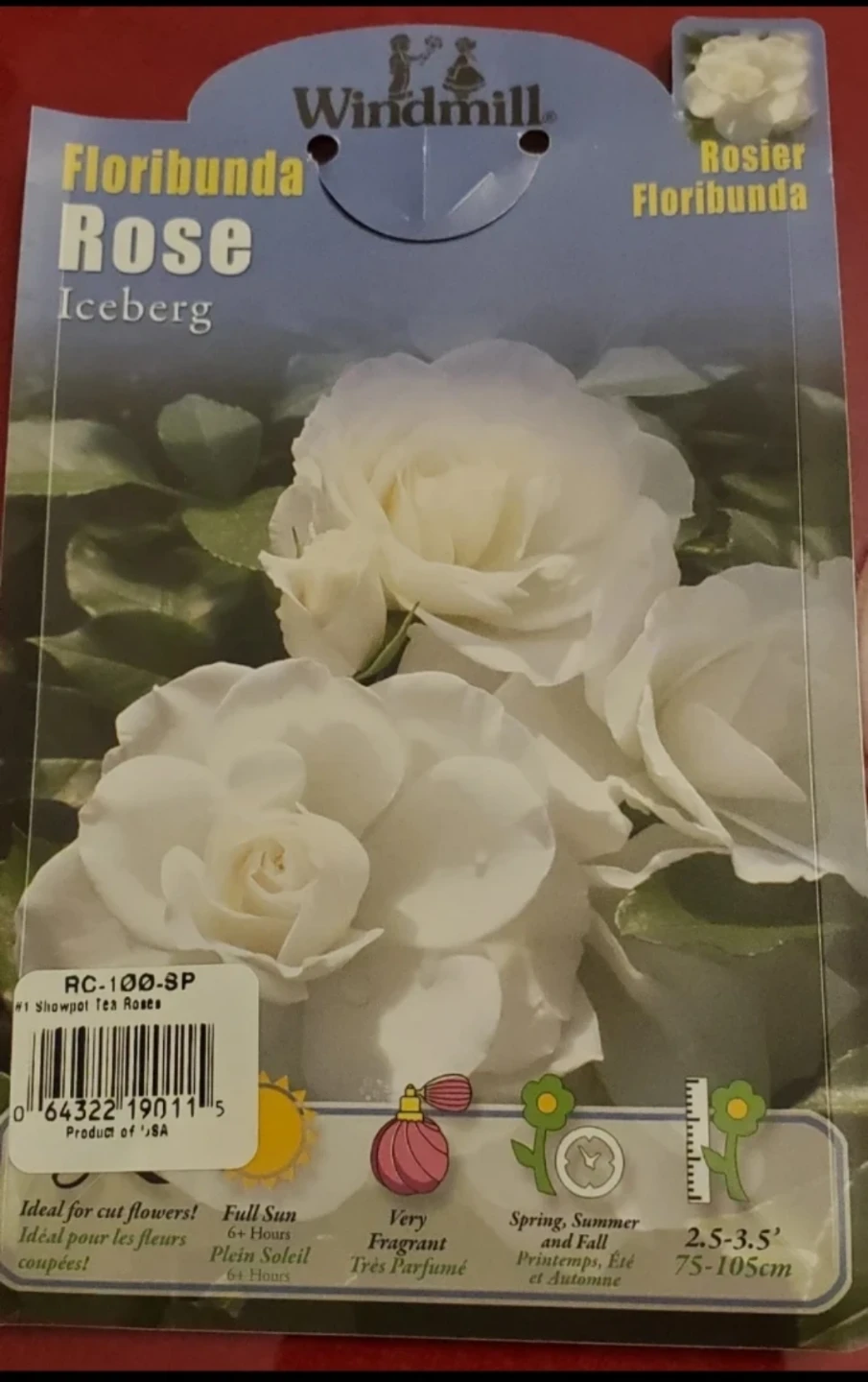 Iceberg Rose - Floribunda Rose - photo 5