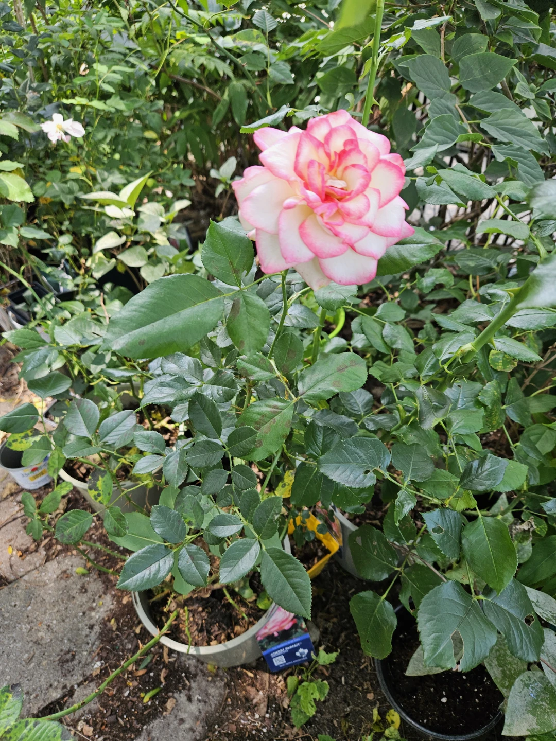 Striped Rose Bush - photo 2