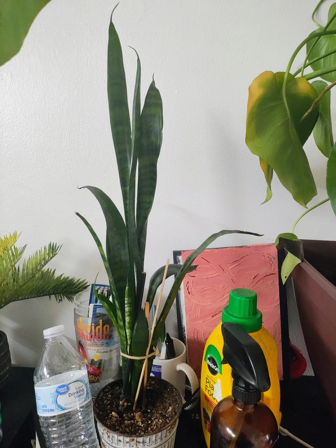 Snake Plant in Decorative Pot