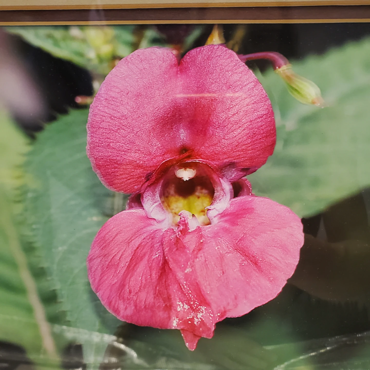 Framed Print of Himalaya balsam flower - photo 2