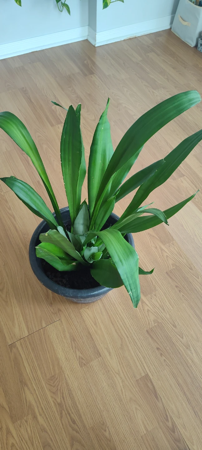 Snake Plant - 90 cm in height - photo 2