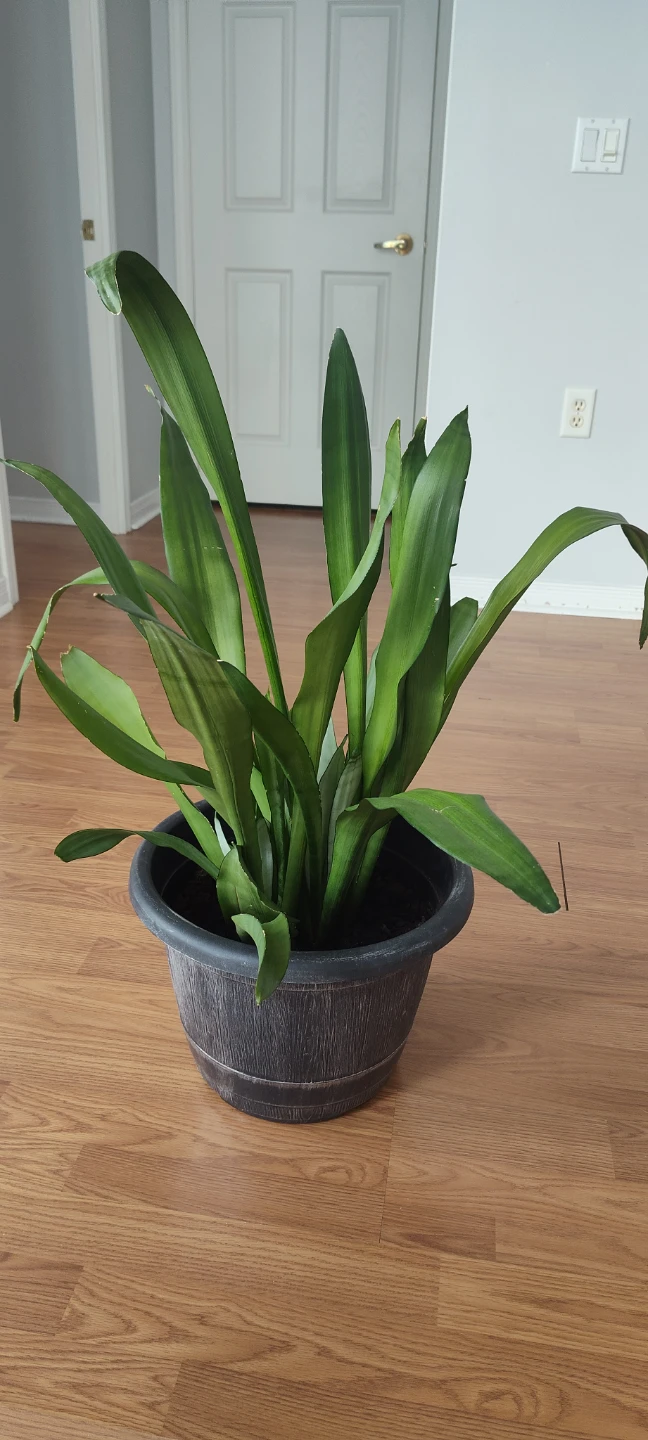Snake Plant - 90 cm in height - photo 3