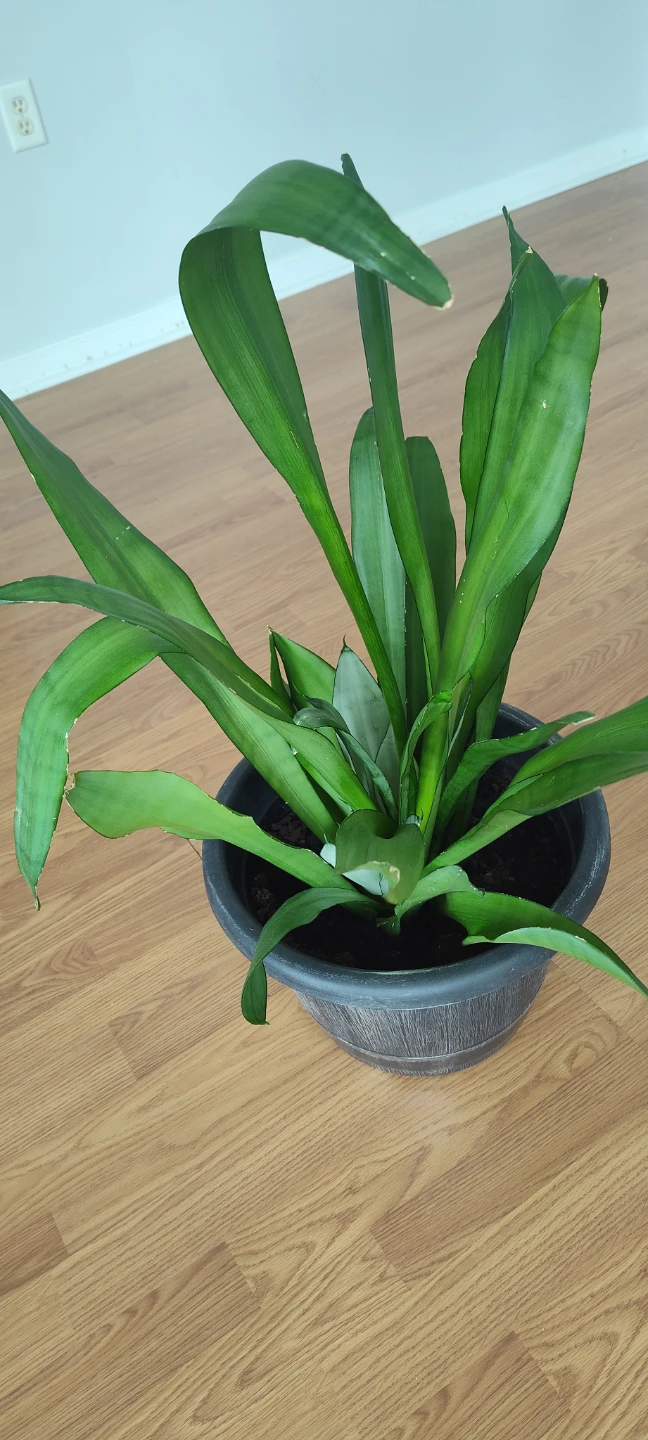 Snake Plant - 90 cm in height - photo 4