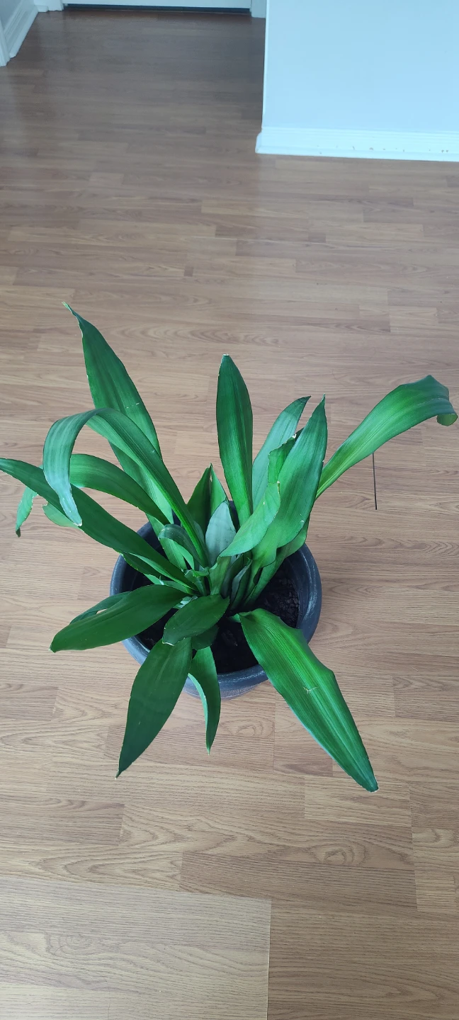 Snake Plant - 90 cm in height - photo 5