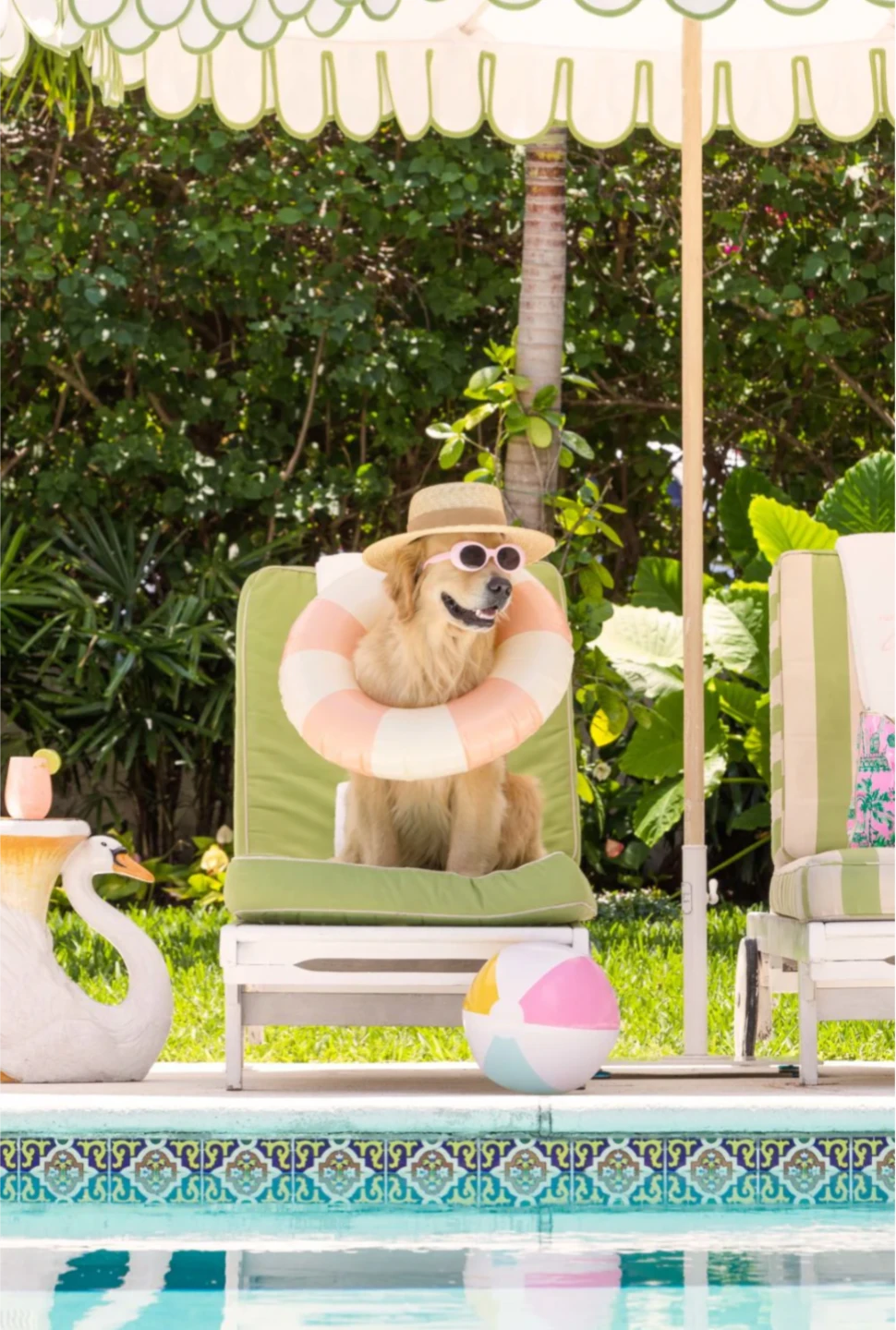 DOG SITTER AVAILABLE