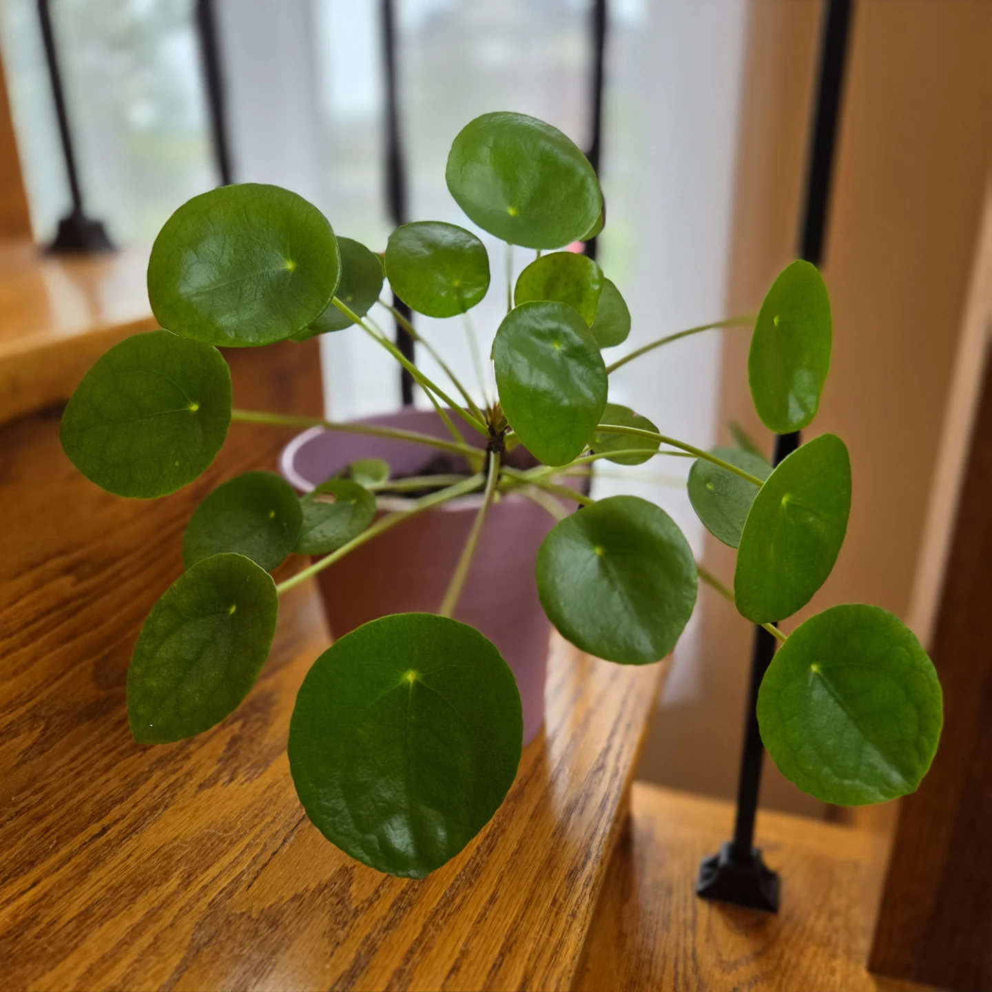 Pilea Peperomioides (Chinese Money Plant) In a purple pot