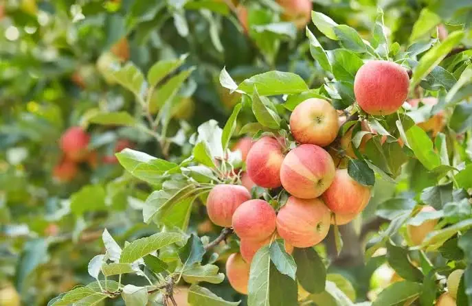 In search of free fruits to pick for cider
