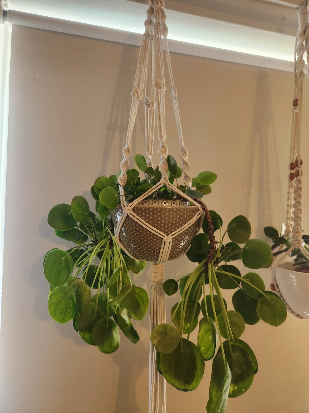 Assorted Potted Houseplants - photo 2