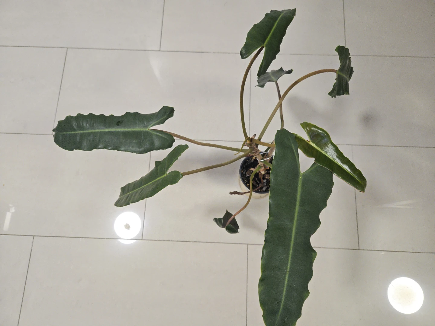 Philodendron Atabapoense - photo 3