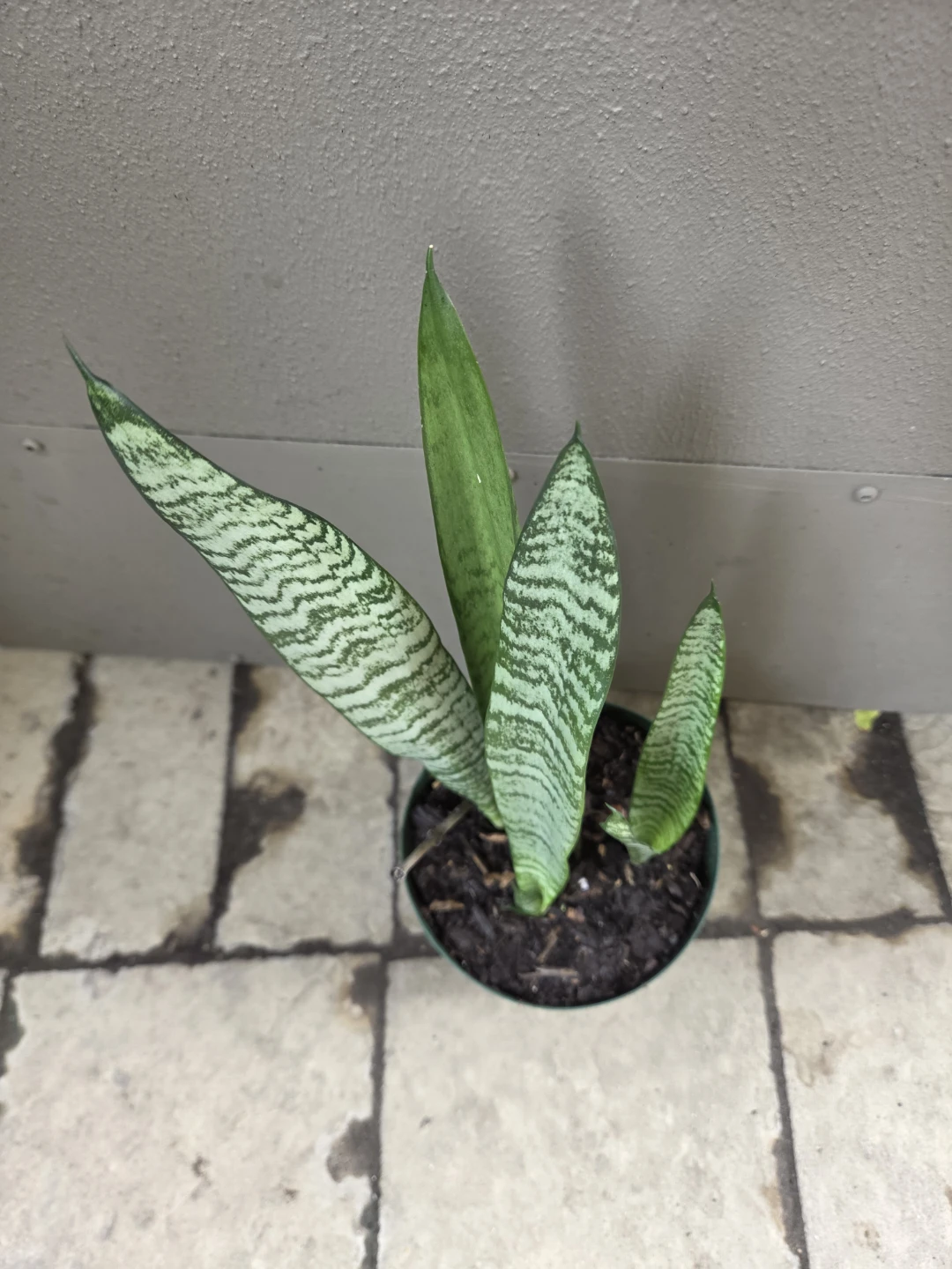 Snake Plant - photo 3