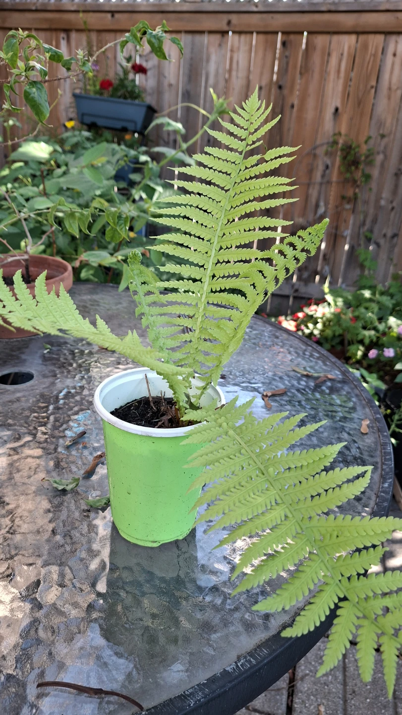 🌿 Beautiful Hardy Fern Plant for Sale 🌿