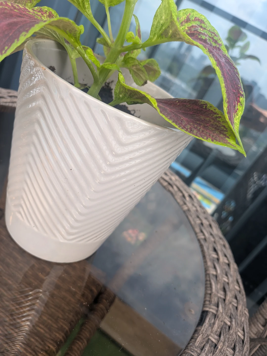 Coleus Plant in White Textured Pot - photo 3