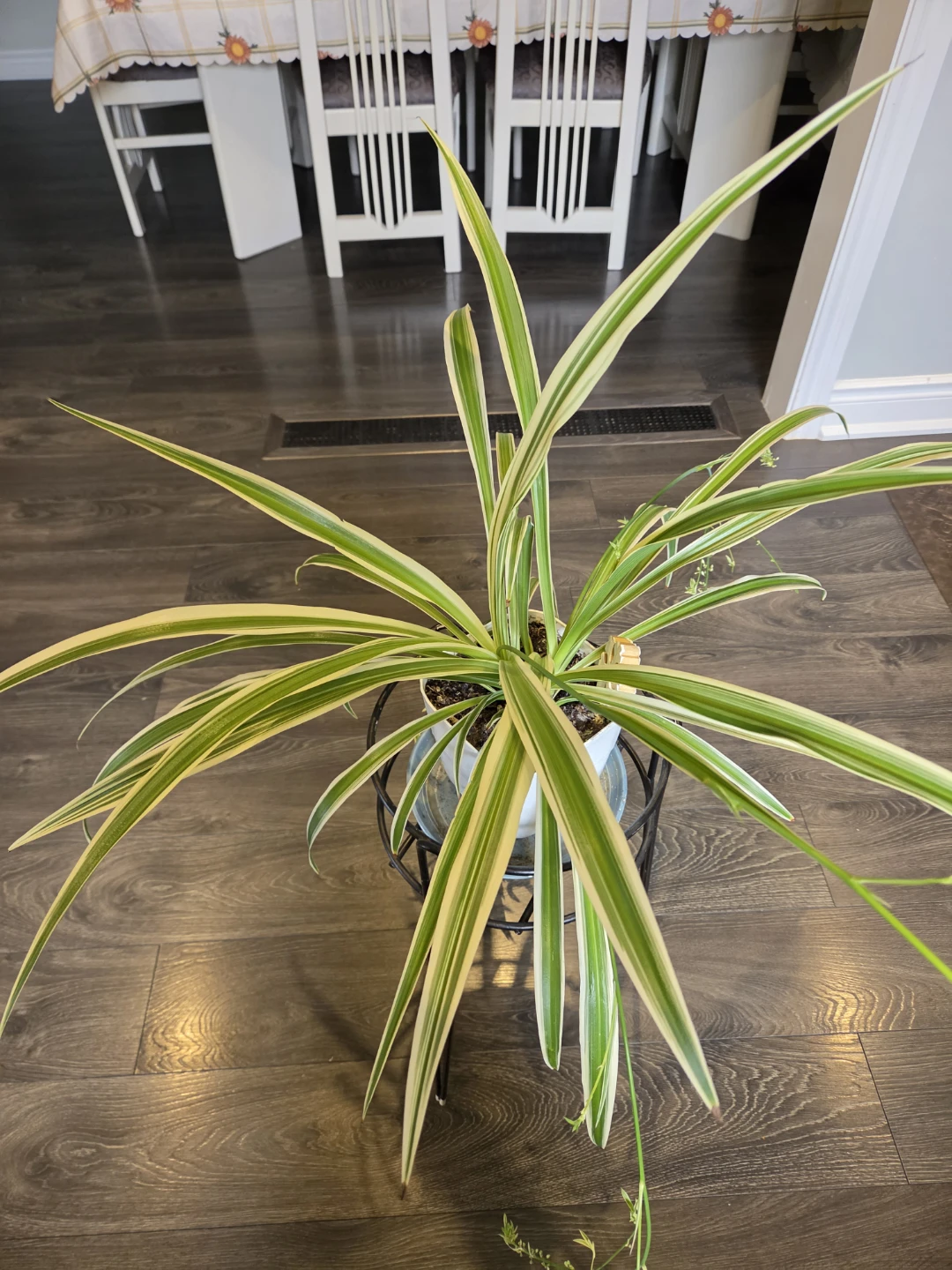 Variegated Spider Plant - photo 4