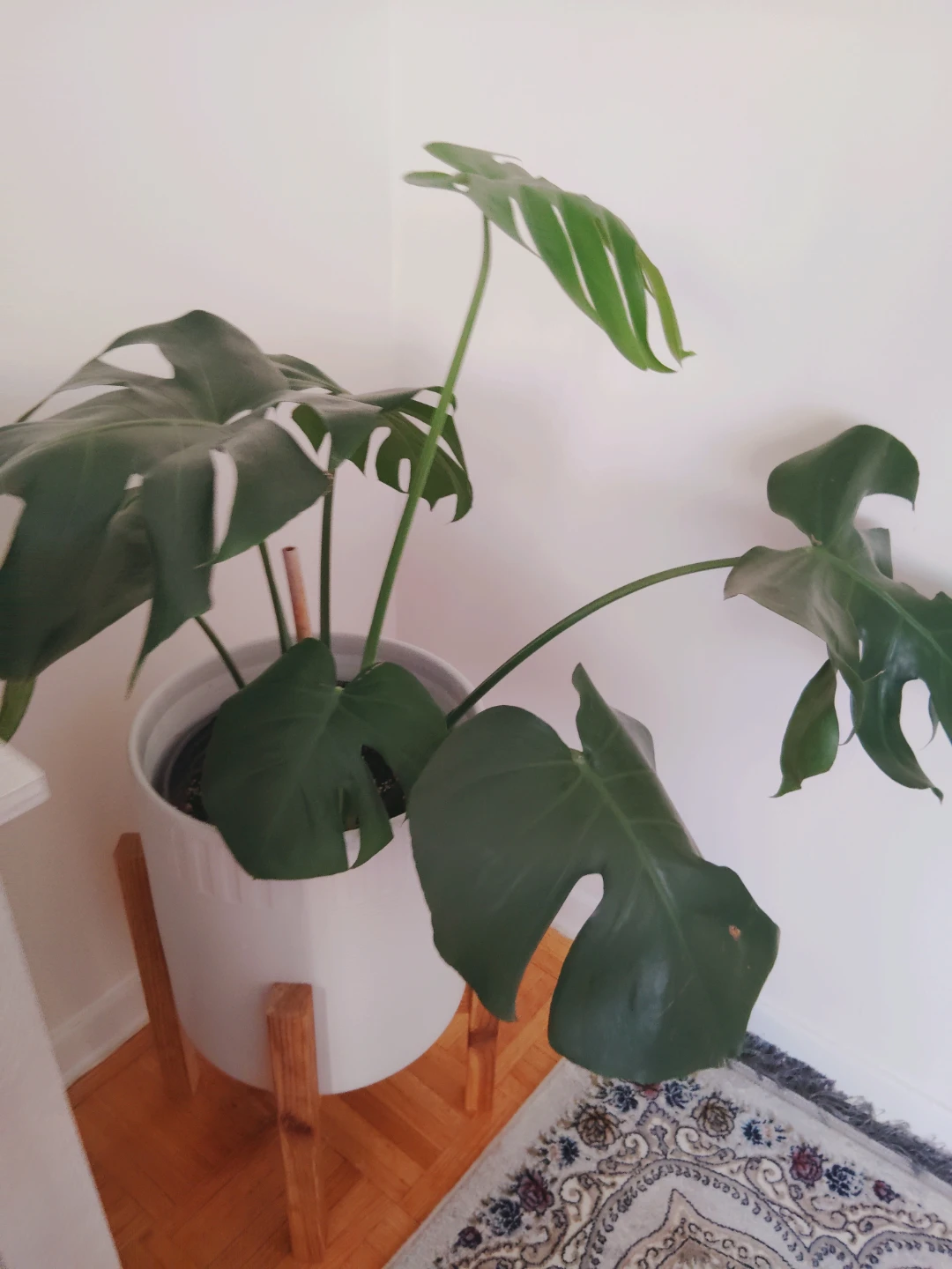 Monstera Plant in White ceramic Pot with Stand - photo 4