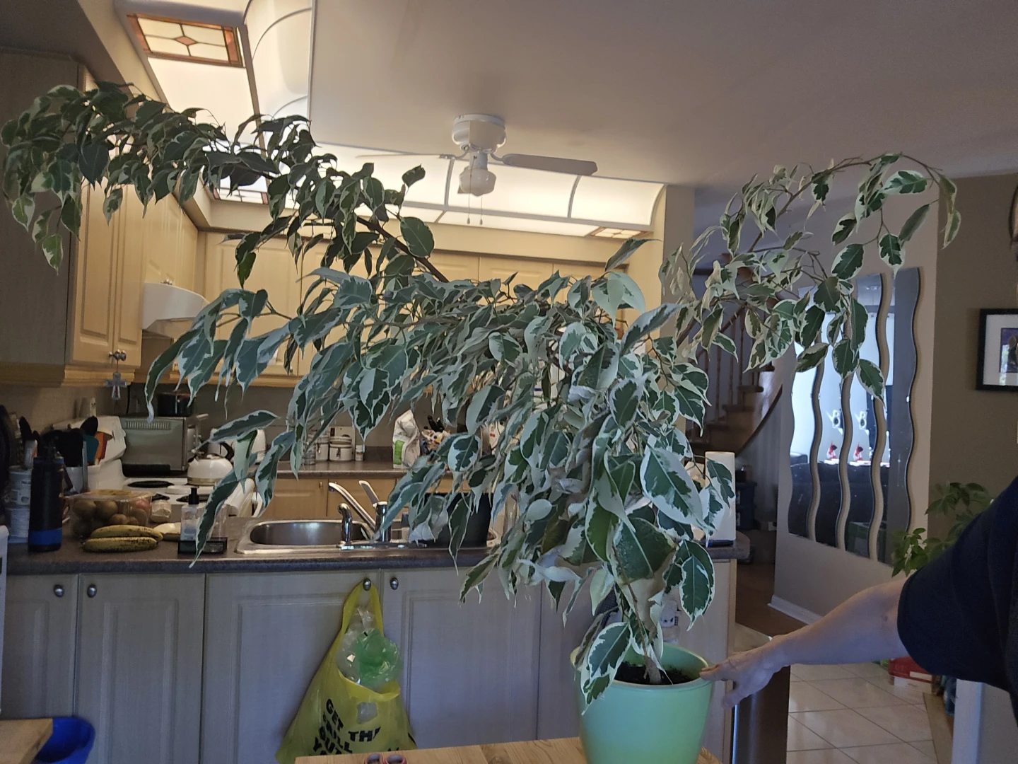 Mature Variegated Ficus Tree (11 years old!) - photo 3