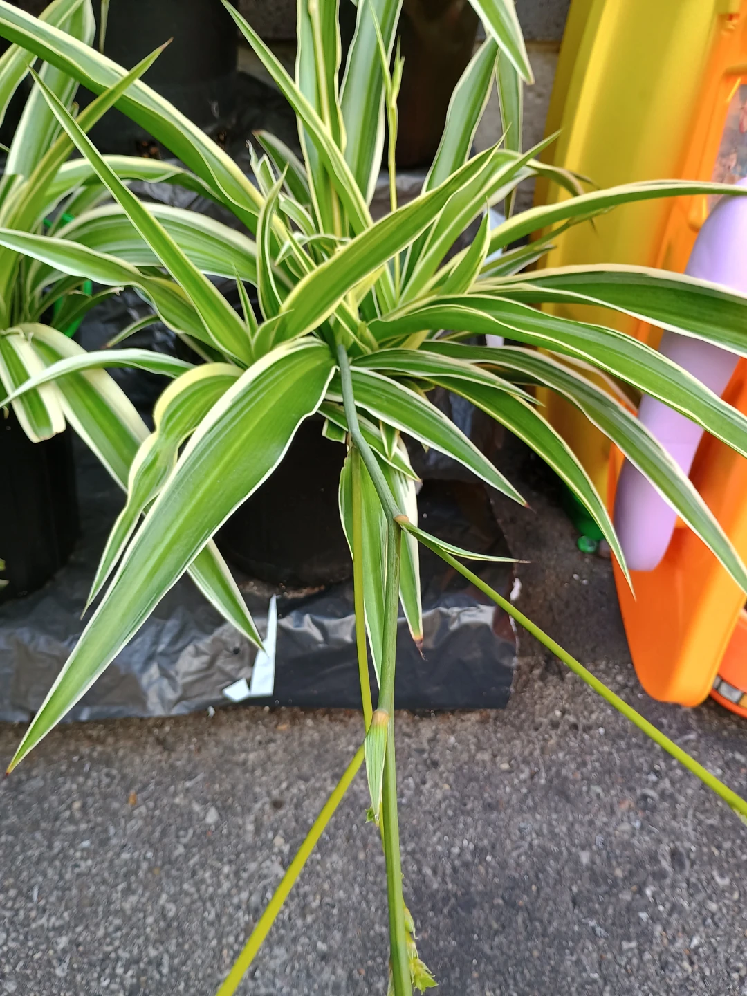 Spider Plant - Variegated - photo 3