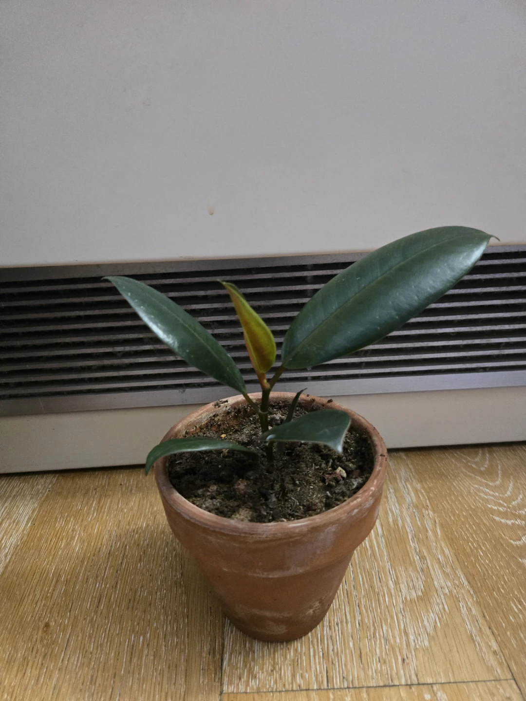 Rubber Plant Sapling in Terracotta Pot
