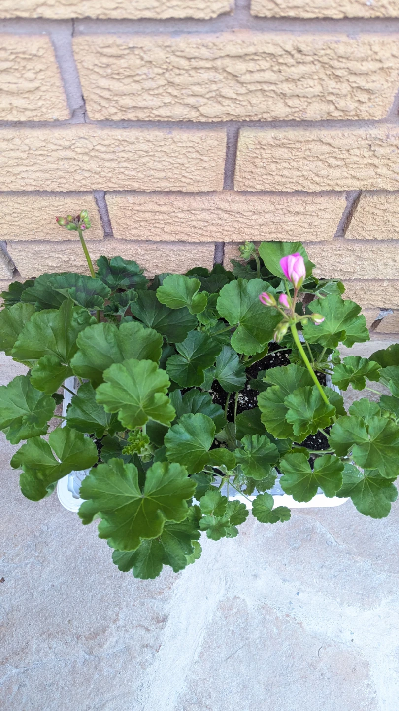 Tray of pink geraniums