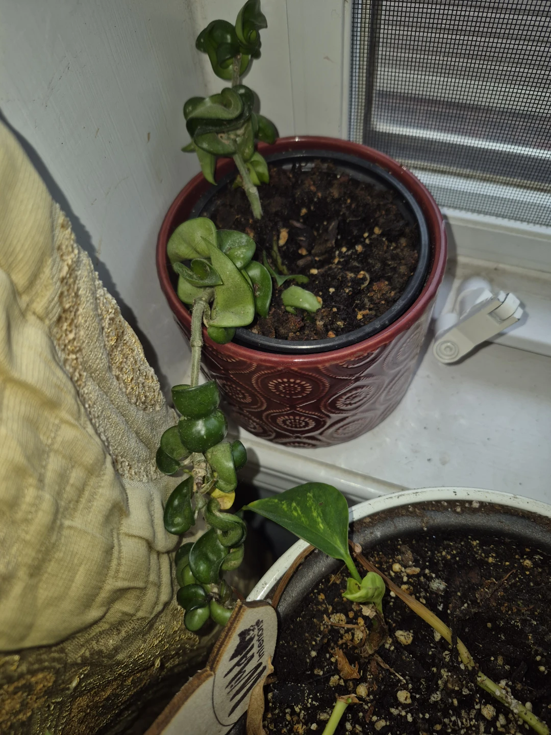 Hoya Carnosa Compacta Plant hindu rope