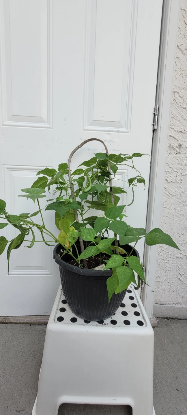 French beans contender bush