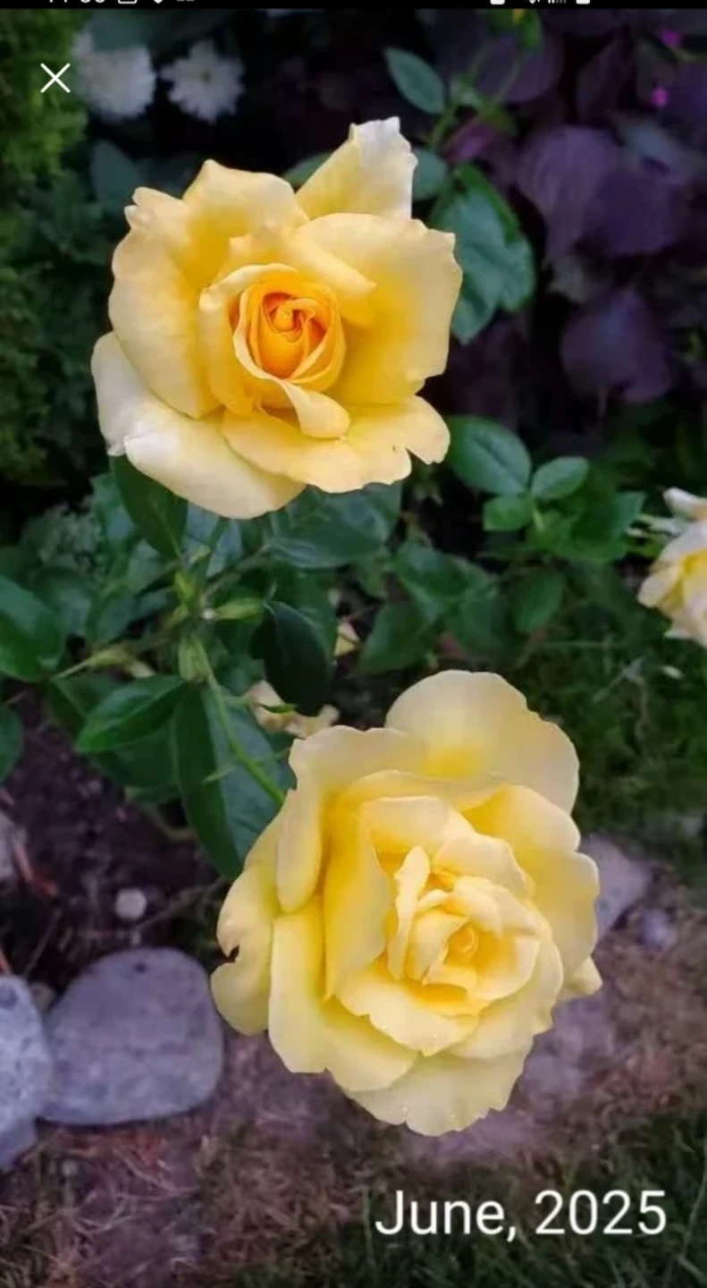 Peace, Hybrid Tea Rose - photo 2