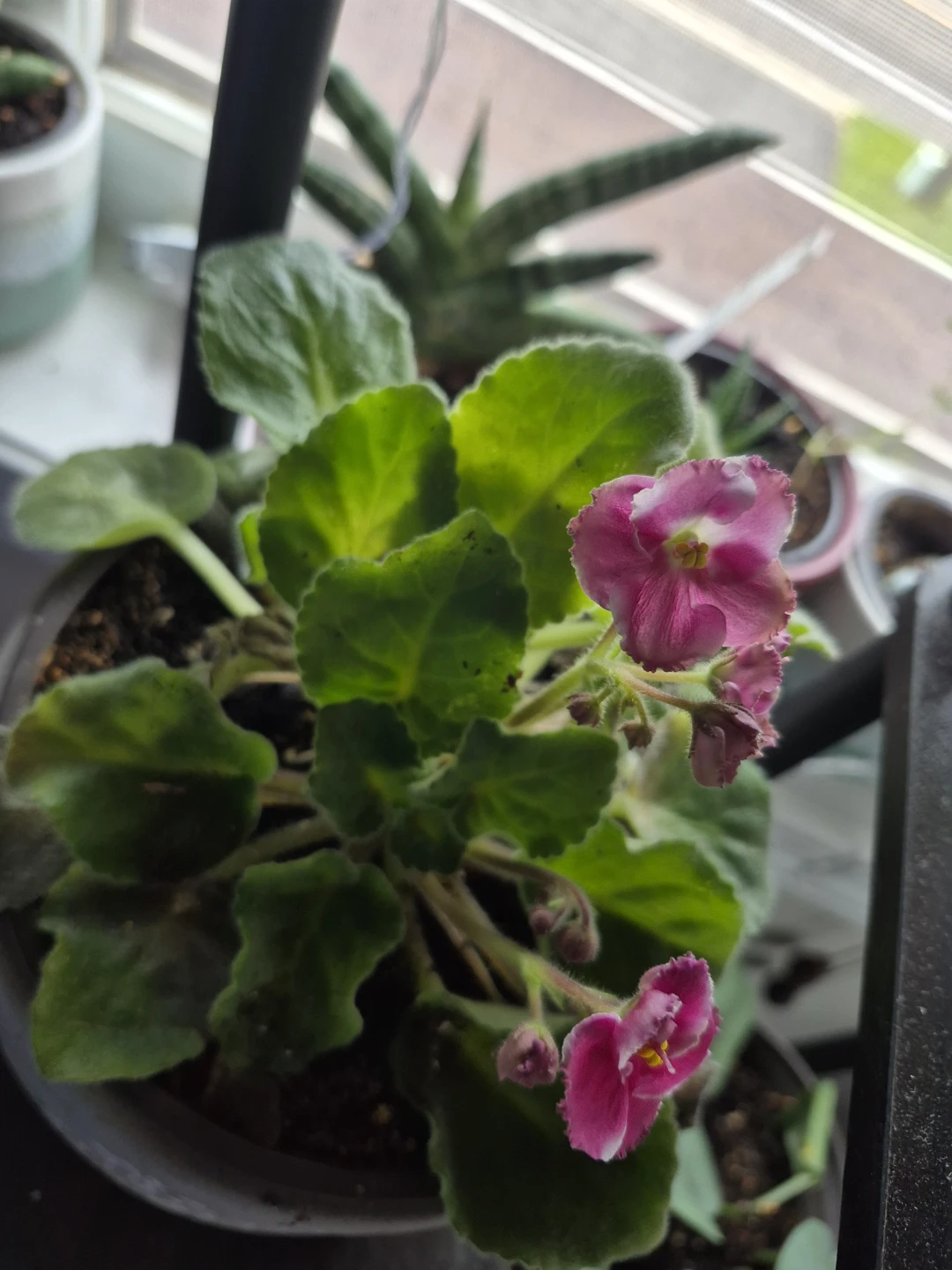 Flowering African Violet Plant