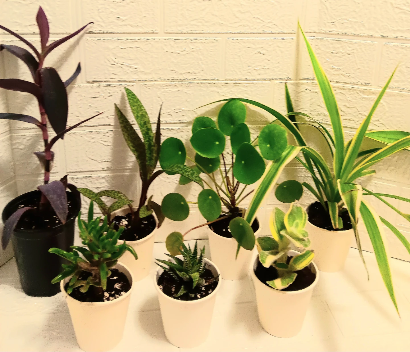 🪴Assorted Indoor Houseplants🪴 - photo 2