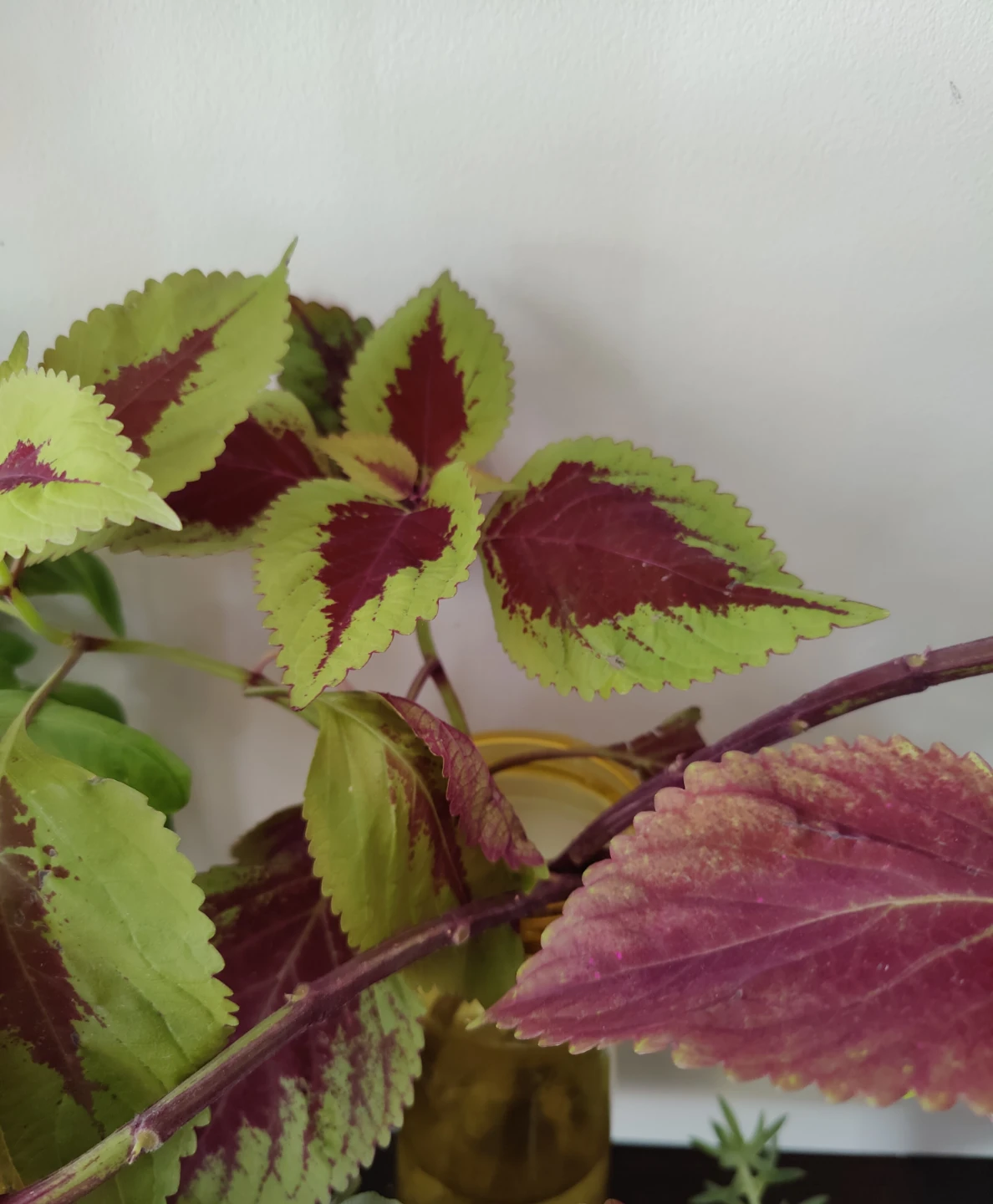 Coleus plant cutting