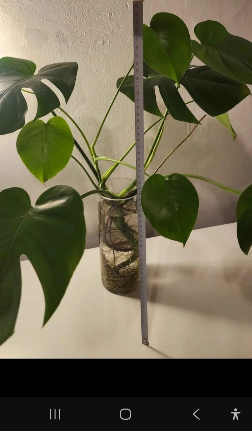 Monstera Deliciosa Plant - photo 3