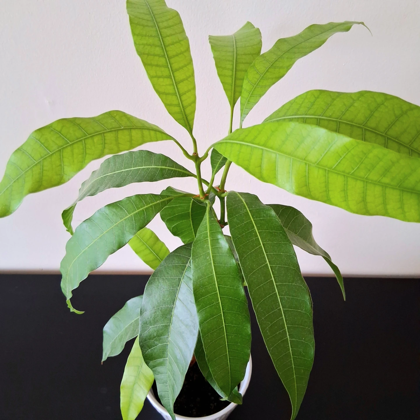 🌱 Mango Plant in Ceramic Pot 🥭