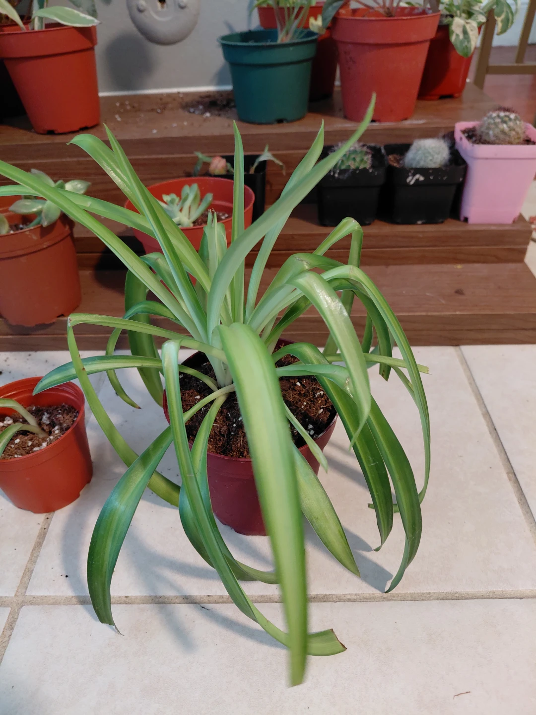 Spider Plant Bundle - photo 4