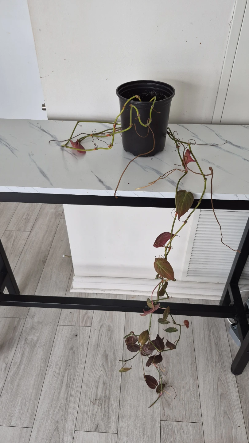 Selling plants. Dracenas. Pothos. Monsteras - photo 3