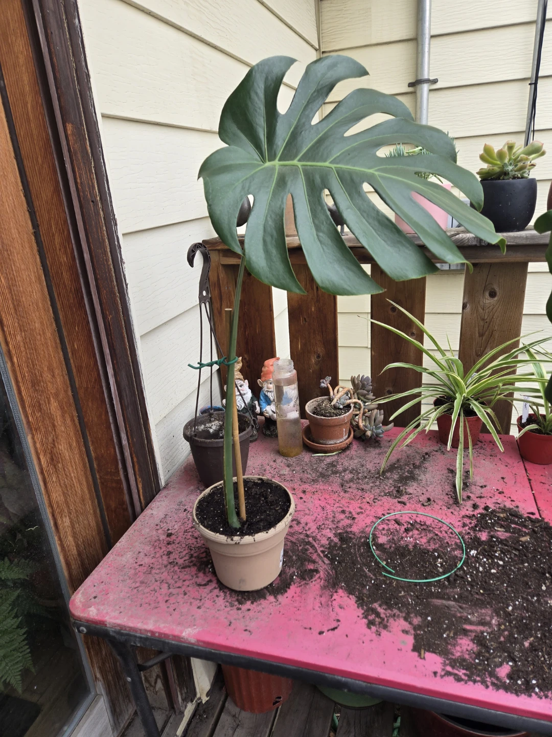 Monstera Deliciosa Plant - photo 4